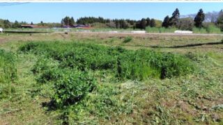 赤クローバーが目立って増えたので、ここはこれでいいかも-2025-05-09