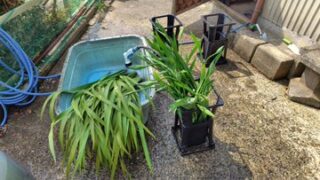 今までの流れだとたぶん強烈な妨害が入ると思います-2025-05-14