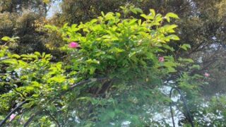 野ばらが開花始めました-2025-05-14