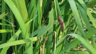 ツボミが見えて野あやめだと分かりました-2025-05-15