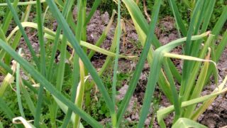ニンニクの芽が出てきました-2025-05-18