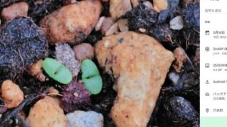 ホーリーバジルというタイ料理のガパオライスで使われるバジルです-2025-05-18