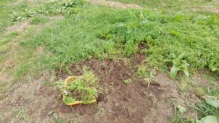 とりあえずペニーロイヤルミントを植えて終わらせました-2025-05-22