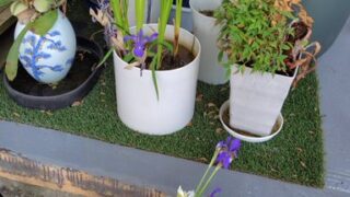 アヤメは家のそばで咲いている野アヤメです-2025-05-23