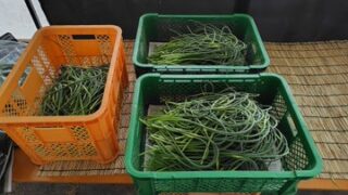 ニンニクの芽の収穫をしました-2025-05-29
