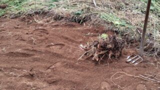 ギシギシという雑草です-2025-06-02