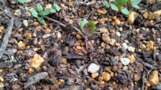 ホーリーバジルと他の雑草の簡単な見分け方です-2025-06-04