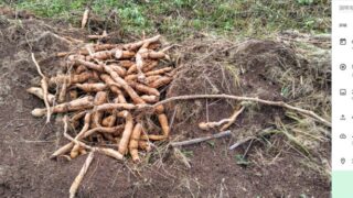 カラスウリらしいです-2025-06-04