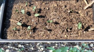 オクラの芽が出てきた-2025-06-05