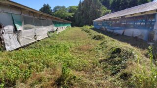 草刈りは大雑把に終わらせました-2025-06-05