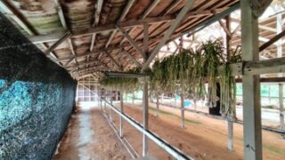 明日から梅雨空みたいなので、にんにくは全部収穫しました-2025-06-09