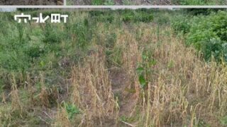 去年のニンニク栽培は収穫が能登半島地震をはさんで1年目でした。 ニンニクの芽までは順調でしたが、その後にサビ病で全滅-2025-06-11