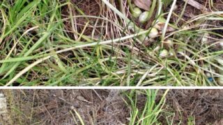 去年は雨とサビ病で傷んだにんにくが多かったです。 それらをまとめて、たい肥置き場に捨てたら今年の春に芽が出てきました-2025-06-11