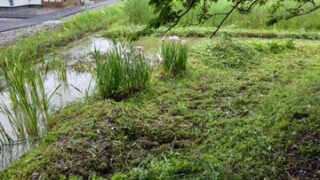 ハナショウブの植えてある場所の草刈りをしました-2025-06-15