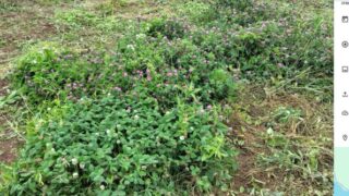 2021年4月からセイタカアワダチソウの根っこを取る作業を本格にやって（それまでは草刈りだけ）、ここにあった赤クローバーを増やしてました。-2025-06-17