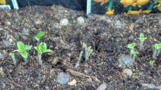 梅雨になってジメジメした天気になったら、６月９日に発芽した花の苗（カナリアナス）をナメクジに食べられました-2025-06-17