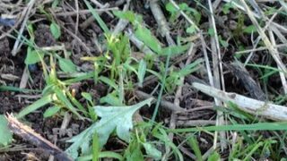 カマキリの子どもを見つけました-2025-06-18