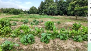 日本ヤーコン協会の児玉理事長は-2025-07-06