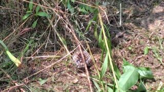 草むらにいたハチに刺されました-2025-07-07