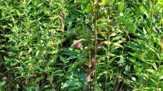 種苗交換会でアピオスを持っていきました。 今の状況です-2025-07-14