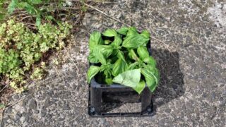 地植えしているスイートバジルです-2025-07-16