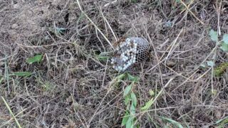 草刈りしてるけど、ハチとアブに襲われます-2025-07-22