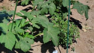 3月2日に日本有機農業研究会の種苗交換会で譲ってもらった五角オクラの種を発芽させて無事に花を咲かせることができました-2025-07-22