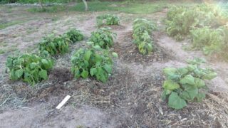 ヤーコンについては、ここにあるのは南米のペルー原産の在来種と日本で品種改良したアンデスの雪とアンデスの乙女の3品種です-2025-07-22