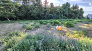 ヤーコンが夏の高温障害で枯れてしまう対応策については、2018年に栽培を始めた時から取り組んできました-2025-07-22