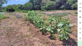 ４月に建物が公費解体されて更地になった跡地の再生もしています-2025-07-23