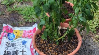 トウガラシには鑑賞用のトウガラシというものがあります。 それでタカノツメトウガラシで鉢植えを作ってみました-2025-07-23