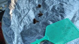 アブがしつこい。 きりがない。-2025-07-30