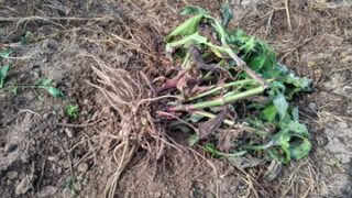 今朝ヤーコン畑の水やりに行ったらイノシシの被害がありました-2025-07-31