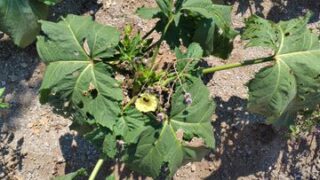 五角オクラです。実がなってきたけどカメムシが集まるようになりました-2025-08-02