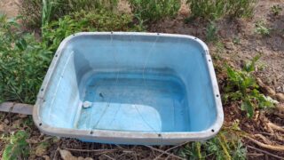 雨だけど、どれだけ貯まるかなぁ?-2025-08-06