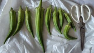 オクラ用にダイソーで温野菜容器を買ってきました-2025-08-10