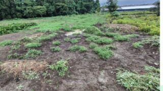 うまく除草できれば来年の春はミントのグランドカバーが出来てます-2025-08-12