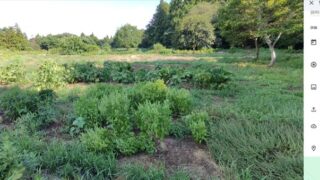 最後にヤーコンの無事を確認したのが大雨が始まる前の8月8日でした-2025-08-12