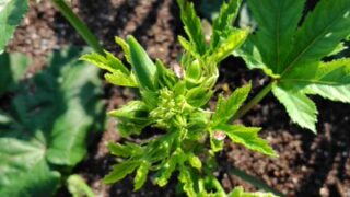 雨でオクラにかけていたペニーロイヤルミントが無くなったので、カメムシが集まっていました-2025-08-13