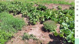 荒らされたヤーコンを土に埋め直して周りにホーリーバジルを移植しました-2025-08-16