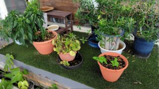 穴水町の森本石油さんにスイートバジルの鉢植えを届けました-2025-08-18