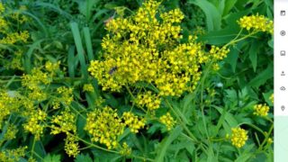 秋の七草の「おみなえし」です。 ミツバチが花の蜜を吸いに来ています-2025-08-26