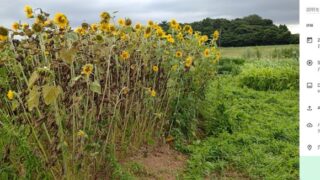 ひまわりの高さが２ｍを超えたけれど花が小さい（泣）-2025-08-28