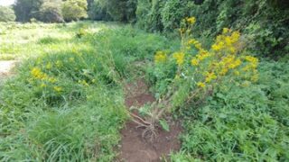 今朝イノシシに在来種のヤーコンとオミナエシ（秋の七草）がやられていました-2025-08-29