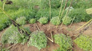 イノシシがひまわりの花を丸ごと食べるとは知りませんでした-2025-08-30