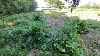 これはホースラディッシュ（西洋わさび）です。横幅が2m近くあります-2025-08-30