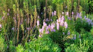 ハナトラノオ（花虎の尾）というらしいです-2025-08-30