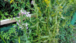 秋の七草のオミナエシは生け花にすると匂いが臭くなるんですね-2025-09-02