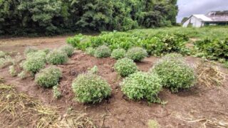 ヤーコンについて悲しいお知らせ-2025-09-09