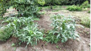 9月8日の雨上がり。 オクラもイノシシ被害にあってました-2025-09-10